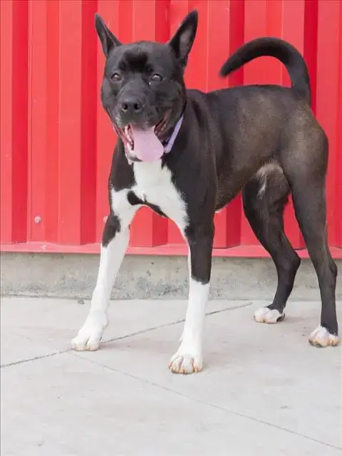Joan