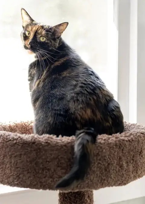 Willow photo 5