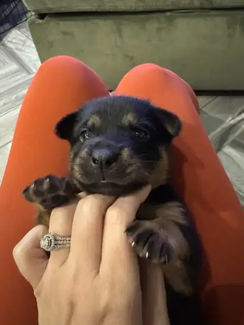 Mocha