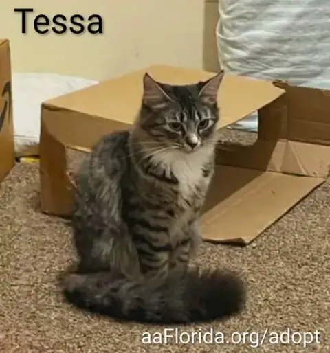 Tessa