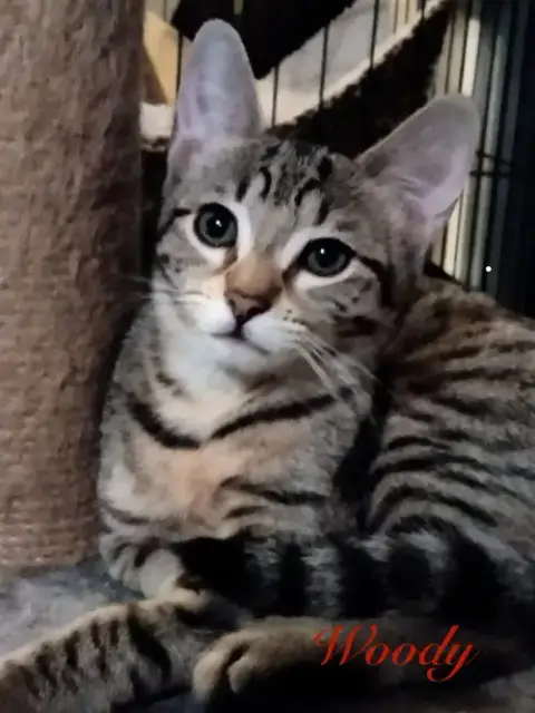 Woody photo 4