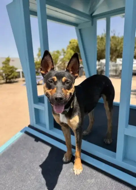 Felix photo 3