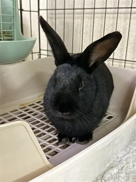 Bunnie