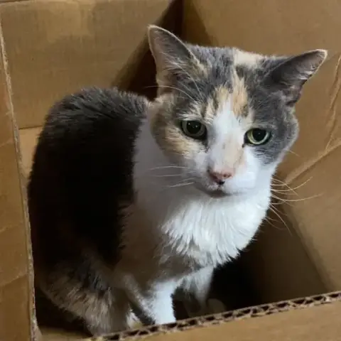 Kitty Kiki photo 3
