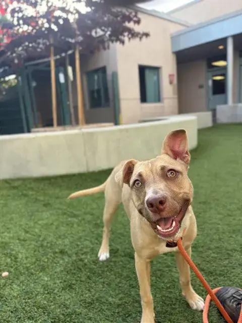 Pippa