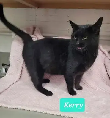 Kerry-Sponsored photo 2