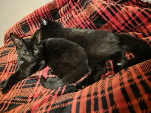 C308 Litter Maureen❤️ photo 2
