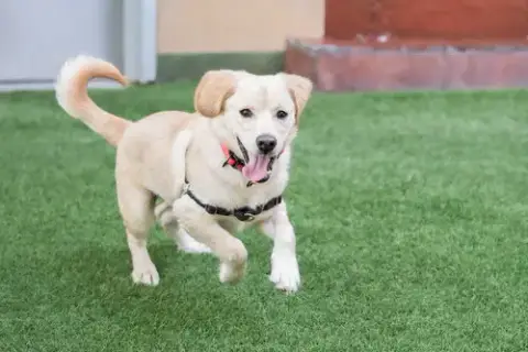 Sanji The Puppy! photo 2