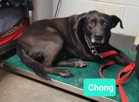 Chong-Sponsored photo 4