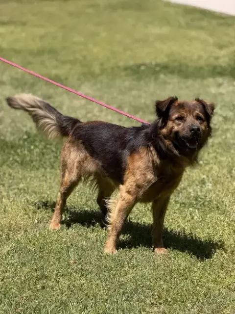 Milo photo 2