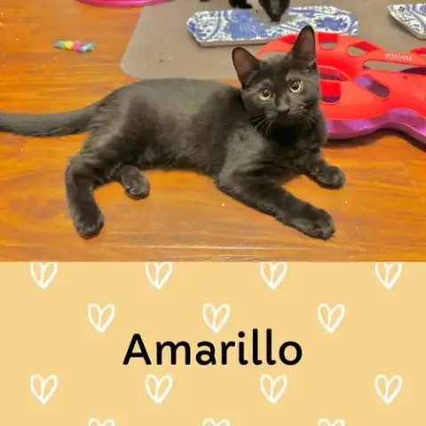 Amarillo photo 5