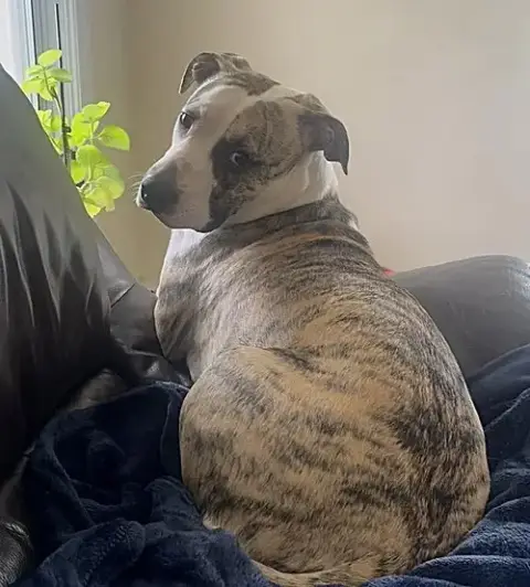 Lily