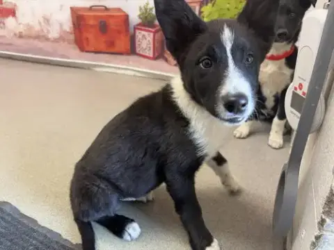 Kosmo