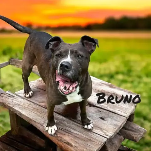 Bruno Ii photo 4