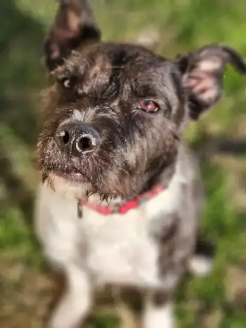 Sirius Black photo 2