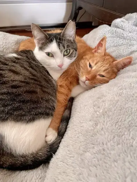 Rosie And Minnie- The Bonded Pair photo 3