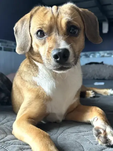 Biscuit The Beagle photo 4