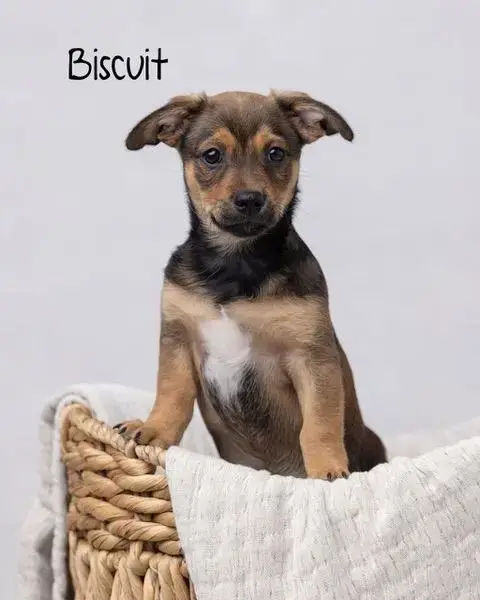 Puppy Biscuit Boy photo 2