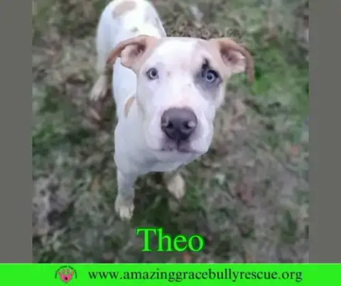 Theo photo 2