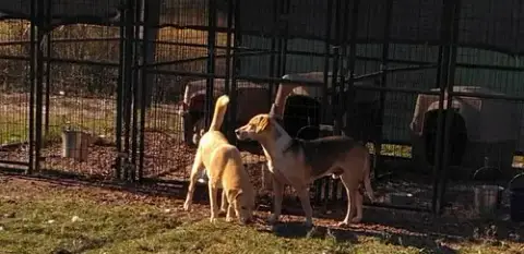 Buddy photo 4