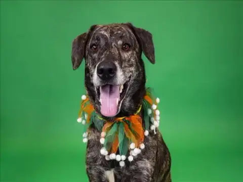 Biscuit