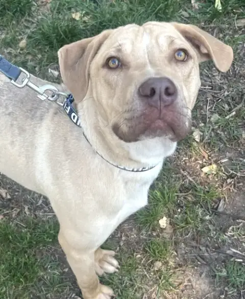 Bubba photo 4