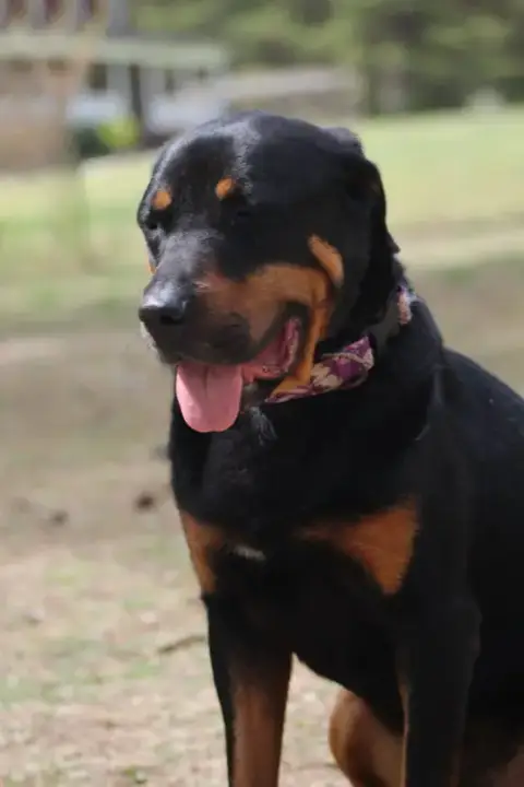 Reggie photo 4