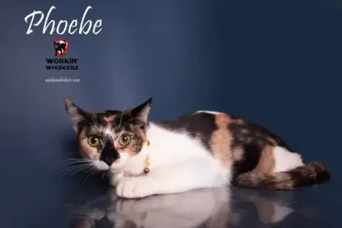 Phoebe