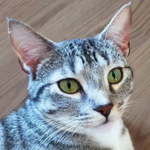 Miss Candy