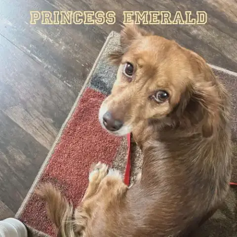 Princess Emerald photo 5