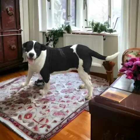 Isabel