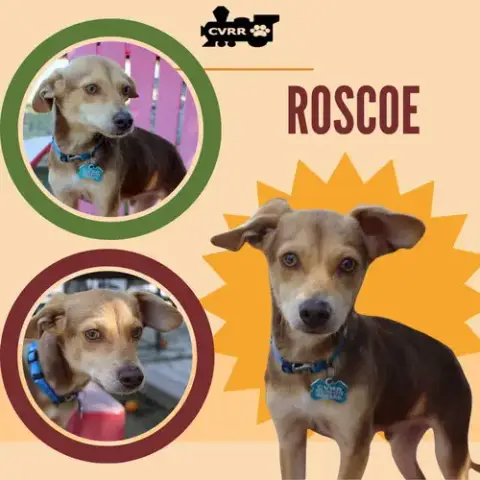 Roscoe