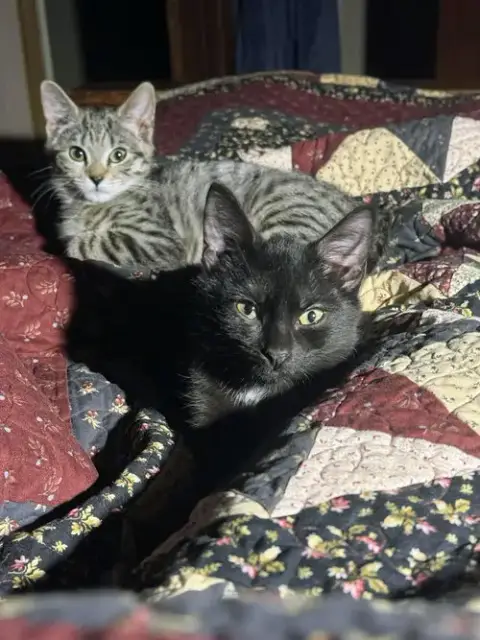 Aurora Kitten