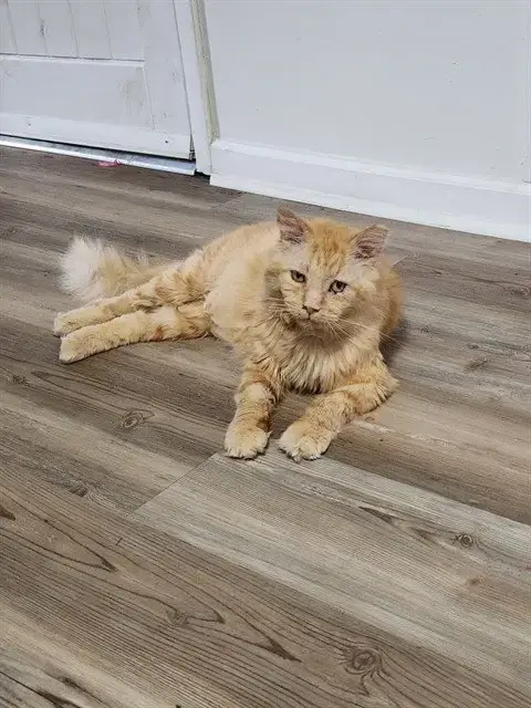 Cyril