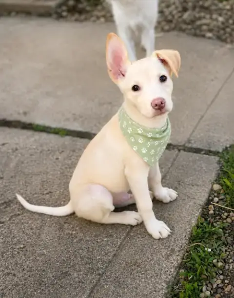 Cosmo