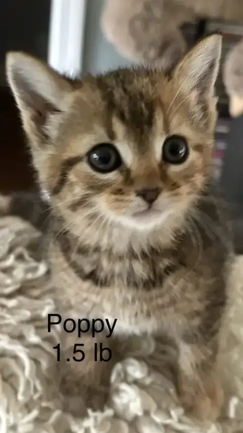 Poppy