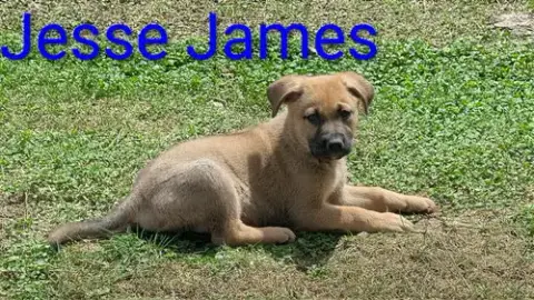 Jesse James photo 3