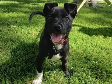 Rocket