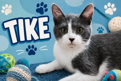 Tike