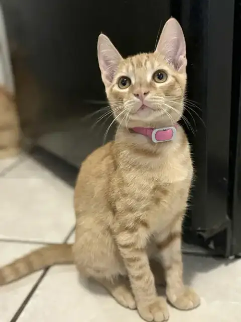 Operation Orange Kittens! photo 3