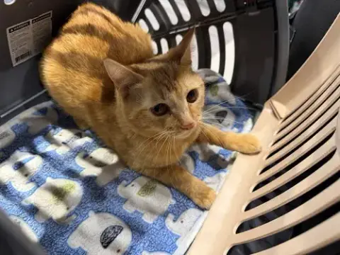 Maggie
