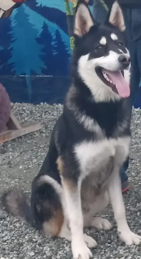 Mochi