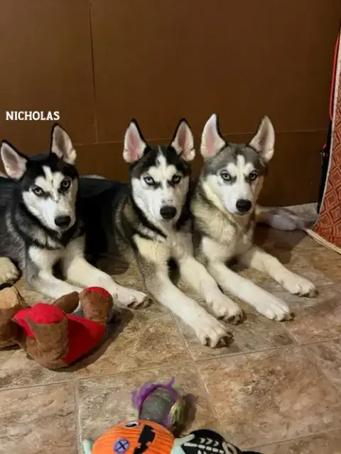 Nicholas photo 2