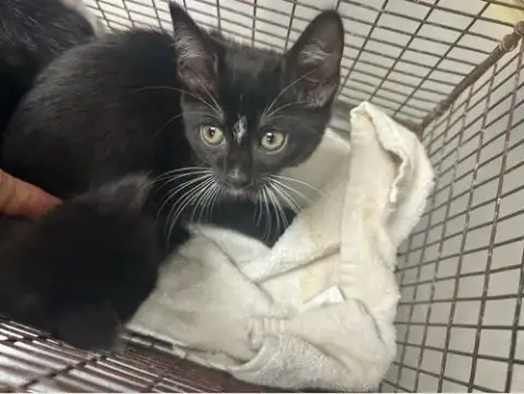 Bellatrix