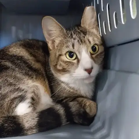 Lena