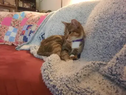 Strawberry Shortcake