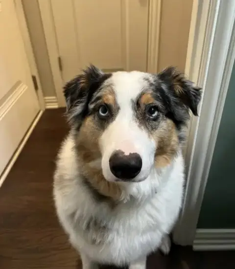 Adopter Rebel