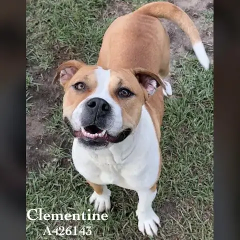 Clementine