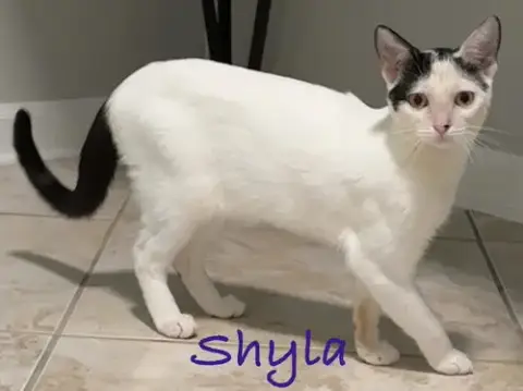 Shyla photo 3