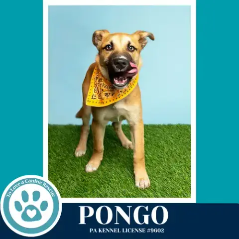 Pongo 042526 photo 2